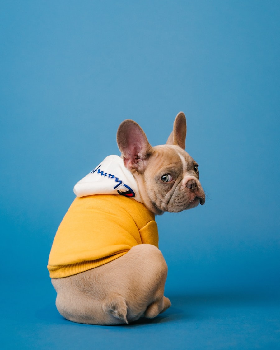 Jeune chiot lors d'une séance de socialisation Mon Compagnon & Moi