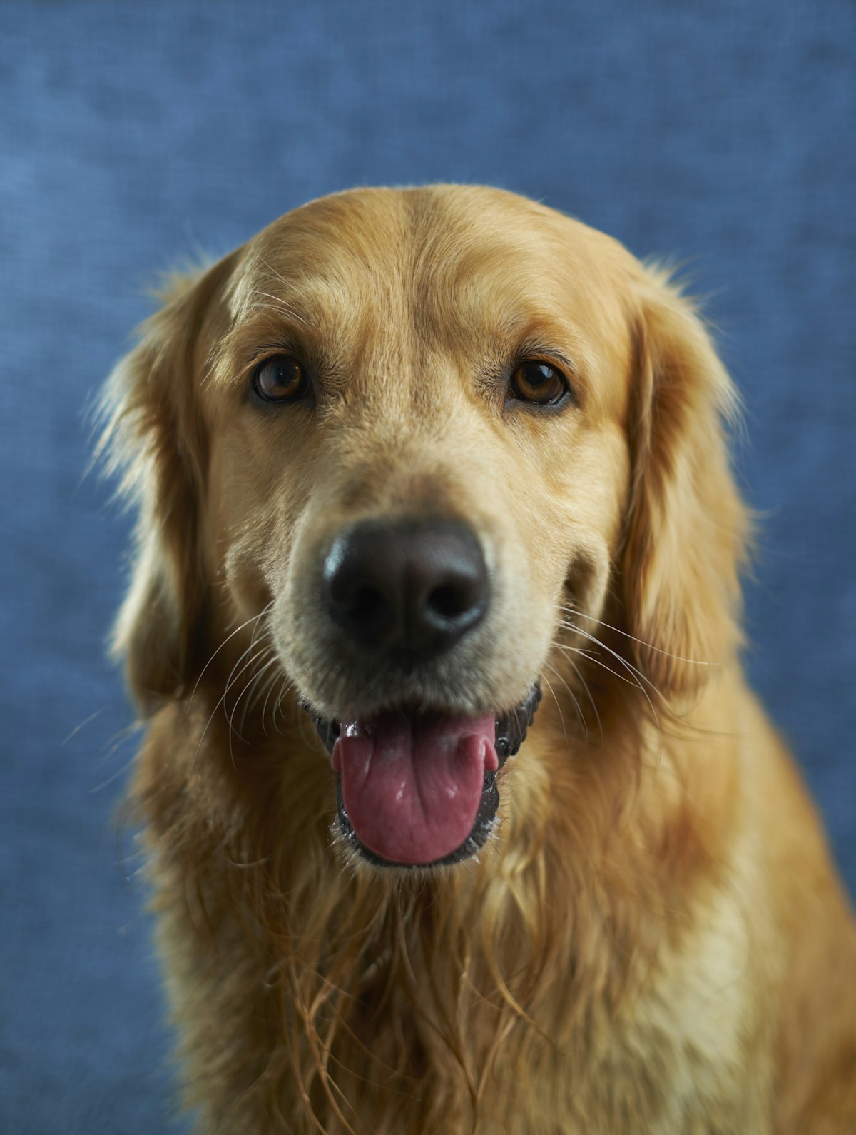 Chien attentif et serein, prêt pour une séance d'éducation Mon Compagnon & Moi
